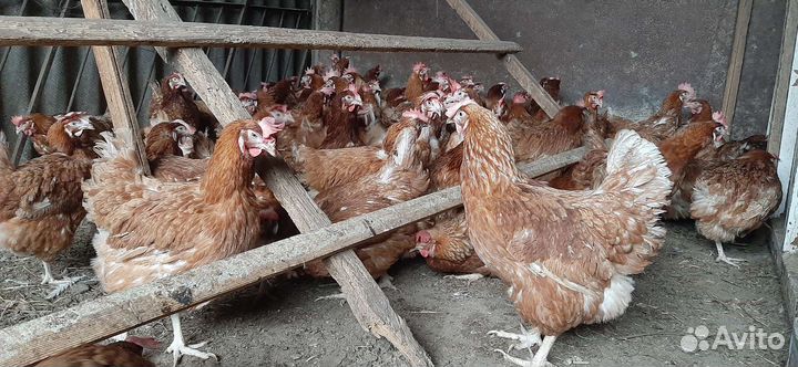 Куры несушки молодые