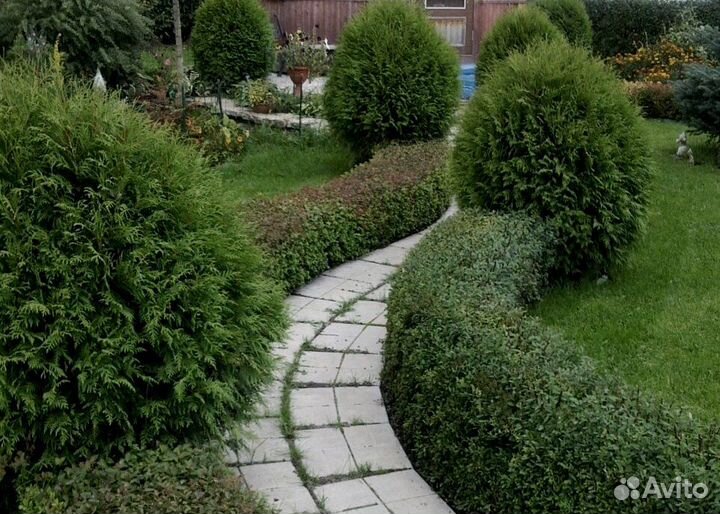 Саженец туи западной Вудварди морозоустойчивой