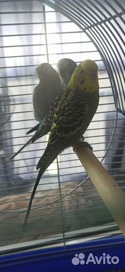 Волнистый попугай