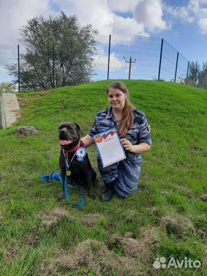 Кинолог. Консультация в дрессировке и содержании