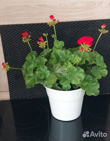 Пеларгония герань