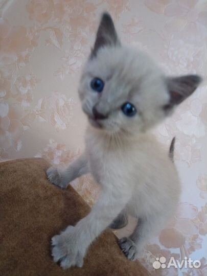 Котёнок Бантик ищет свой дом