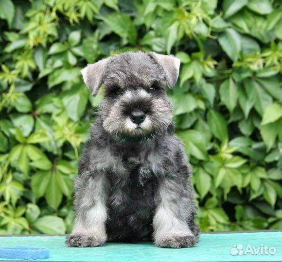 Классные щенки