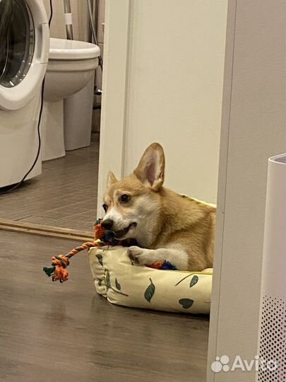 Вельш-корги пемброк девочка