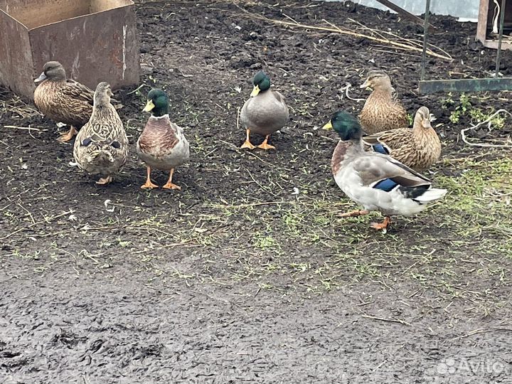 Подсадные утки