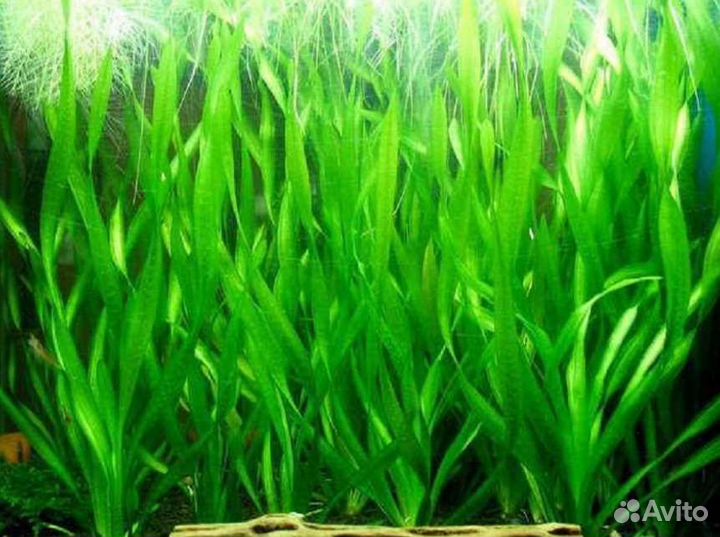 Валлиснерия спиральная,Гигрофила,Папоротник,Мох