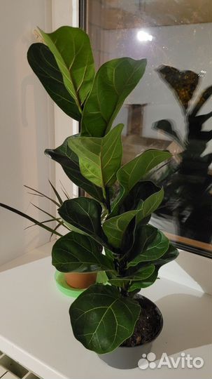 Фикус лирата бамбино