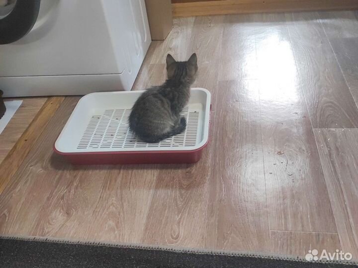 Отдам котят