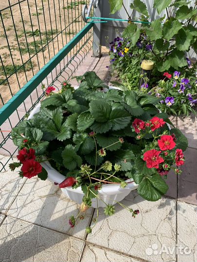 Клубника с розовыми цветами