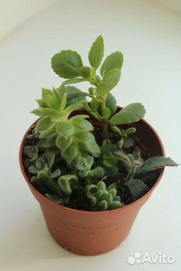 Мини садики суккулентов