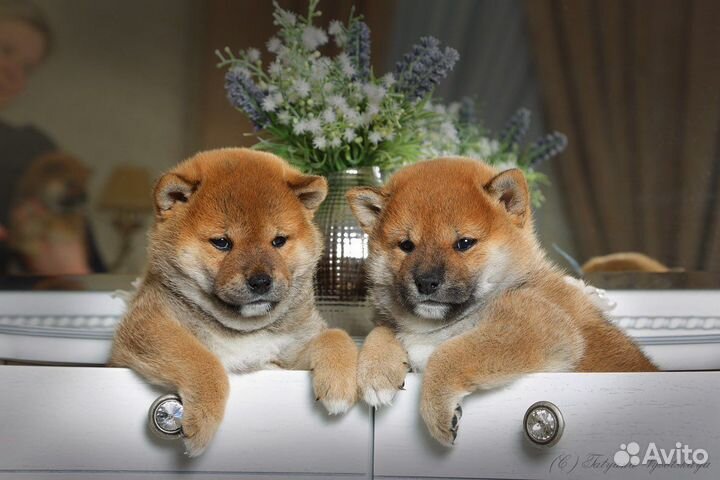 Сиба ину шиба от родителей Чемпионов