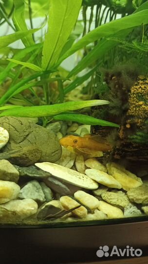 Сомики анциструсы супер рэд