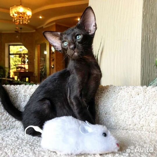 Ориентальные прекрасные