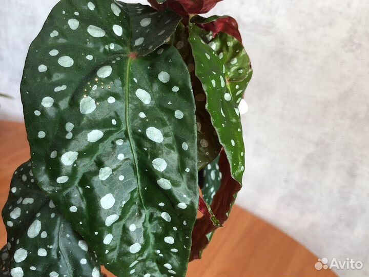 Бегония макулата