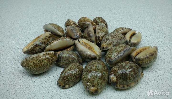 Арабика 3,5*3,8 морские ракушки раковины