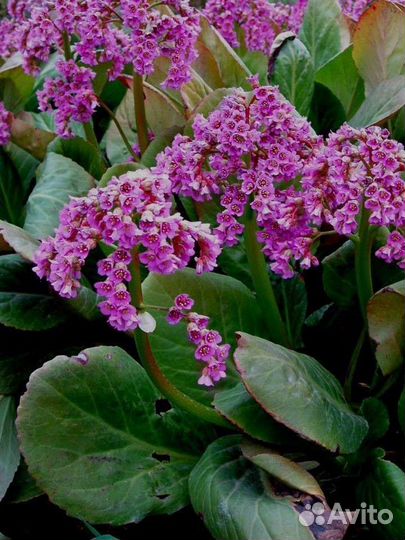 Бадан,живучка