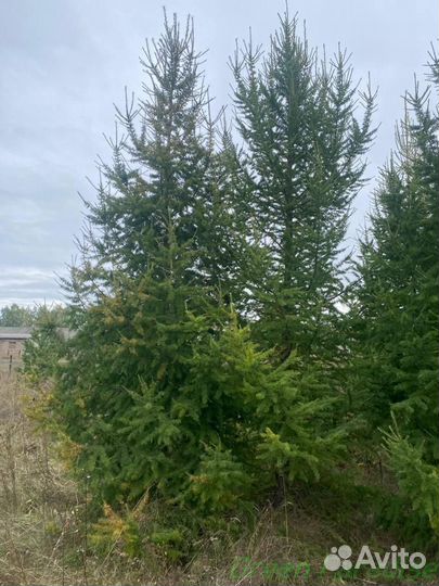 Ель обыкновенная