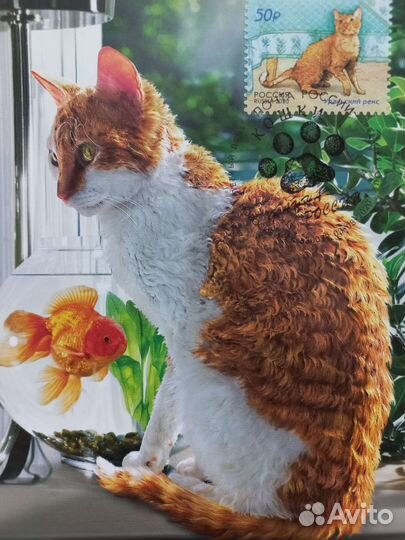 Картмаксимум кошки