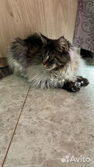 Мейн-кун в добрые руки