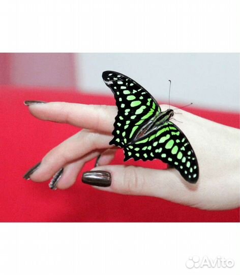 Бабочкариум миниферма