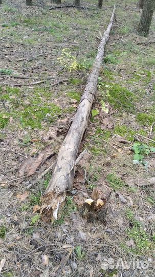 Подвал деревьев