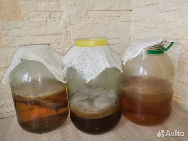 Чайный Гриб