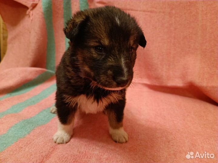 Щенки мальчики 1 месяц