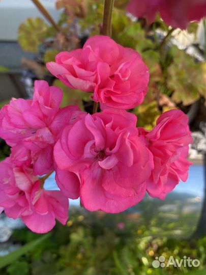 Пеларгония герань