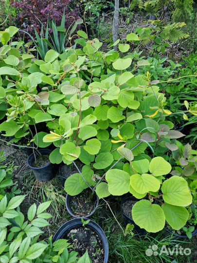 Киви хейворд привитые 2-3х летние