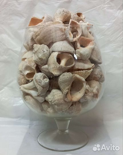 Морские ракушки