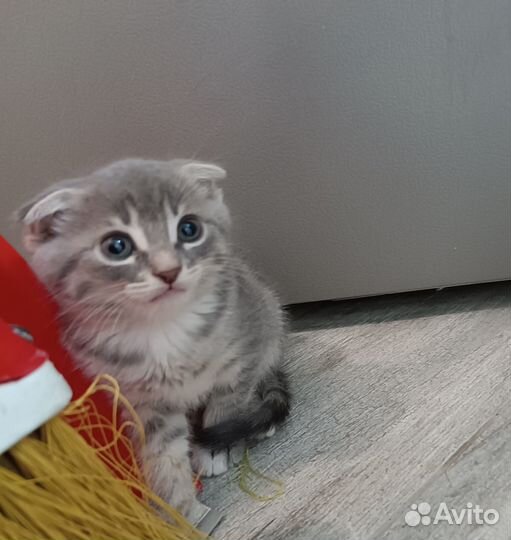 Вислоухие котята