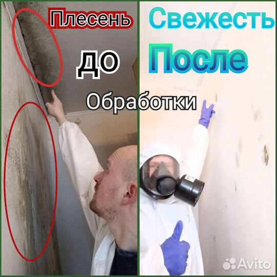 Уничтожения клопов тараканов насекомых Дезинсекция