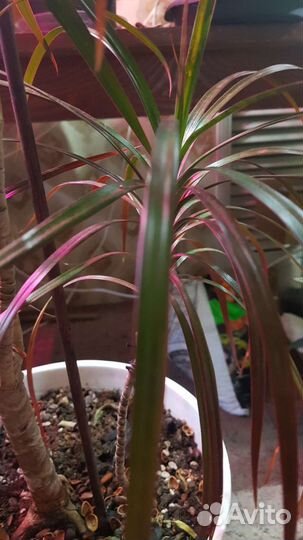 Фикусы, плауновидная красула, алое Пе-пе, драцена