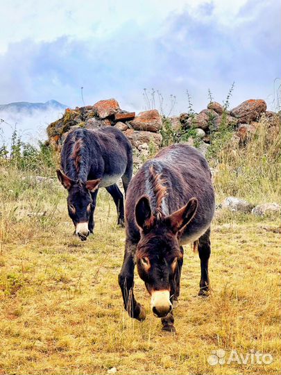 Поездки по Осетии