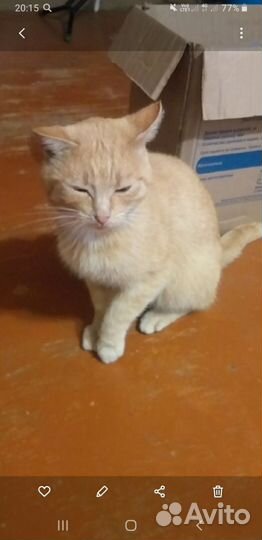 Кот 4 года