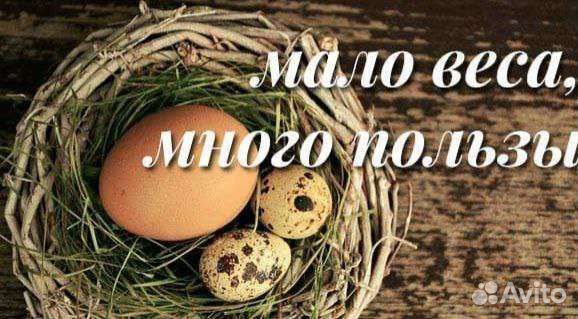 Яйца перепелиные домашние