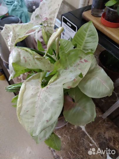 Сингониум конфетти милк