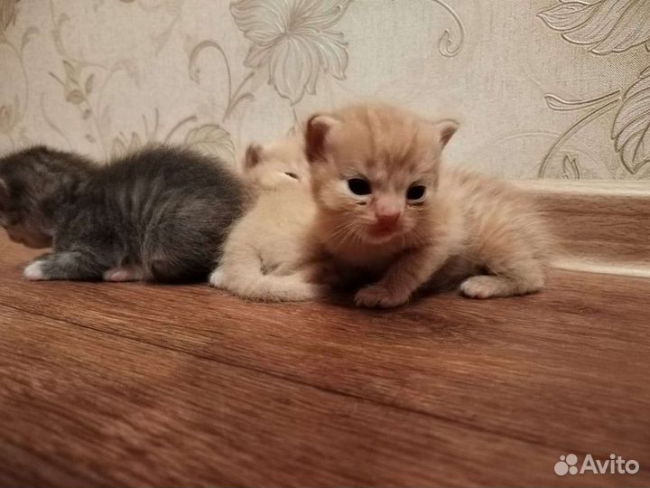 Отдам в добрые руки красивых котят