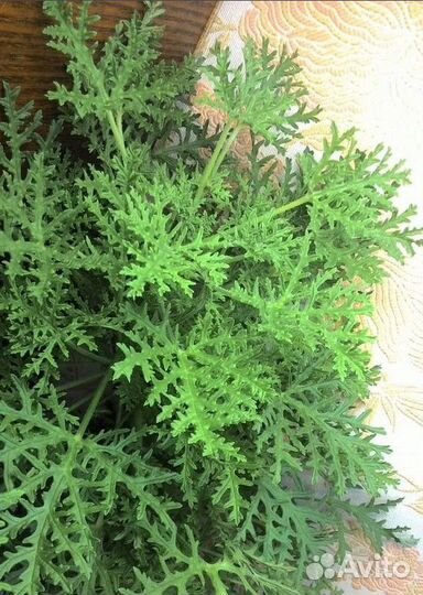 Много редких лечебных растений