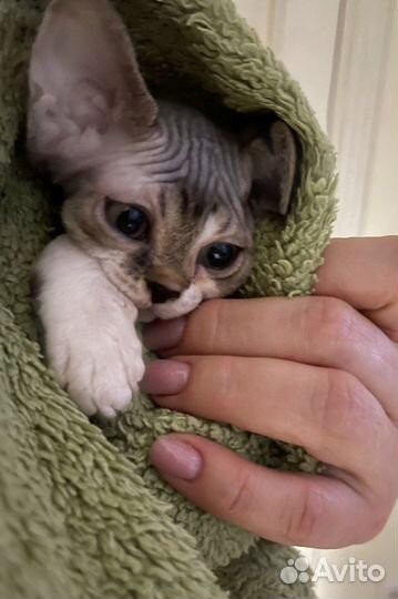 Катенок Девон Рекс