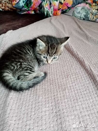 Кошка и кот