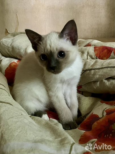 Тайские котята с документами