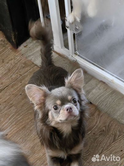 Подрощенный для ш мальчик