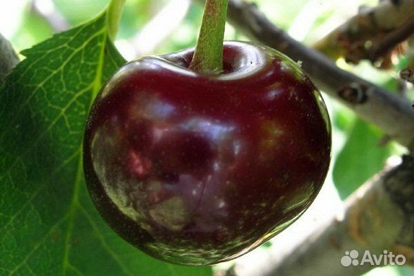 Саженцы яблони