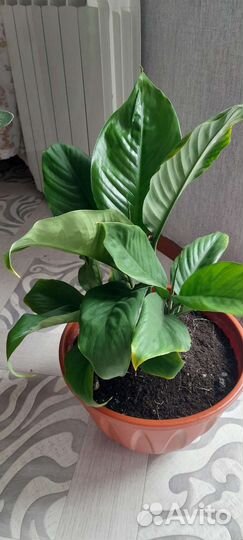 Комнатные цветы