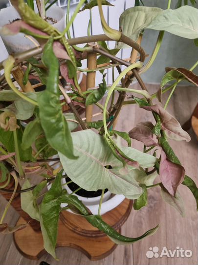 Сингониум ред харт