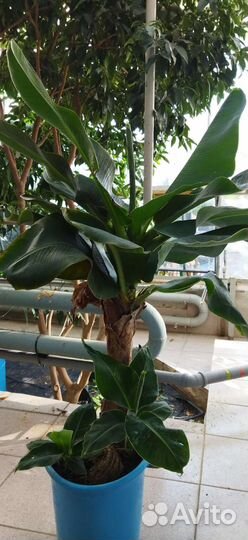 Банан Кавендиш