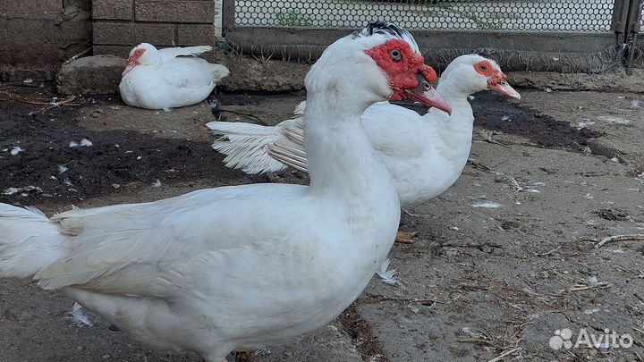 Мускусные утки