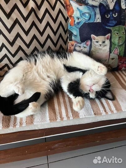 Котик кастрированный