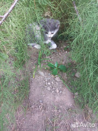 Чудо девочка